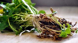 untisor sanatate benficii - untisorul este toxic