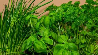 untisor sanatate benficii - untisorul este toxic