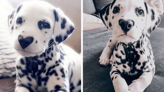 Imagini incredibile cu cel mai frumos c&acirc;ine din lume. Nasul lui este unic