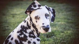  cel mai frumos c&acirc;ine din lume