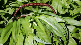 Leurda, planta minune a primăverii. Leurda Beneficii. Leurda elixirul tinereții. Leurda contraindicații