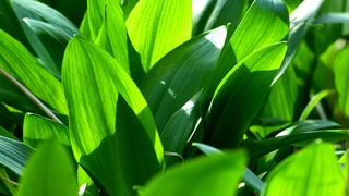 Leurda, planta minune a primăverii. Leurda Beneficii. Leurda elixirul tinereții. Leurda contraindicații