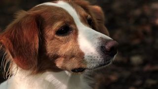 Un cuplu din California şi-a clonat c&acirc;inele decedat