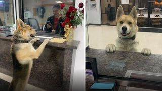 El este c&acirc;inele care s-a predat singur la secția de poliție