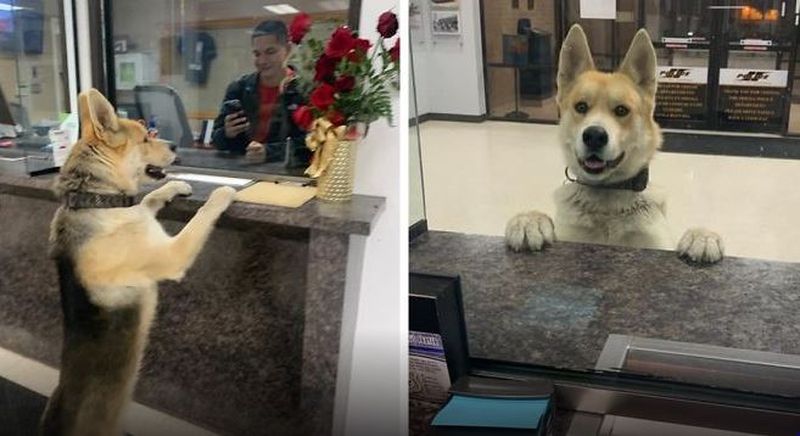 El este câinele care s-a predat singur la secția de poliție