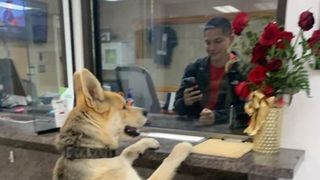 El este c&acirc;inele care s-a predat singur la secția de poliție