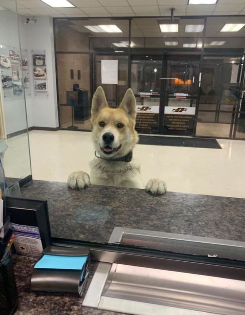 El este câinele care s-a predat singur la secția de poliție