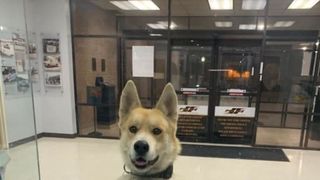 El este c&acirc;inele care s-a predat singur la secția de poliție