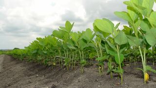  Soia. Ce se îmtâmplă în corpul tău când mănânci această legumă controversată