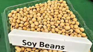  Soia. Ce se îmtâmplă în corpul tău când mănânci această legumă controversată