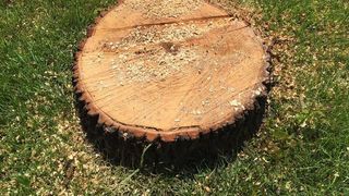  Au tăiat cu toporul un pom din parcul IOR