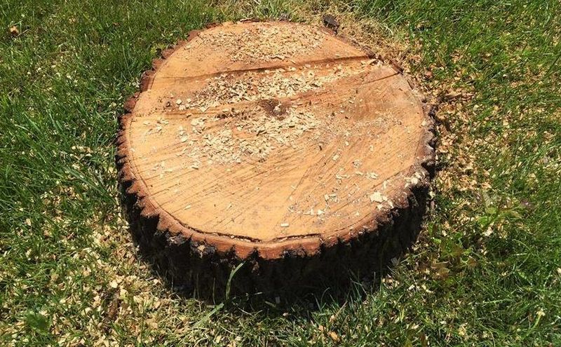  Au tăiat cu toporul un pom din parcul IOR