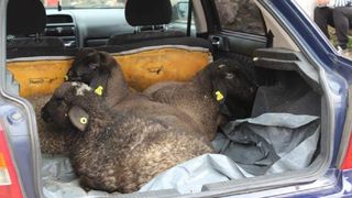 Ce au descoperit polițiștii spanioli &icirc;n portbagajul unui rom&acirc;n. Bărbatul a fost arestat pe loc