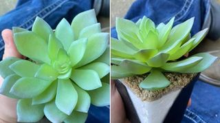 Povestea incredibilă a femeii care a &icirc;ngrijit o &rdquo;plantă perfectă&rdquo; timp ce doi ani. Ce a urmat este ireal?