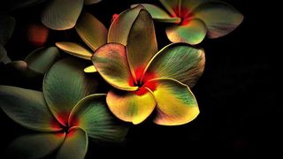  a &icirc;ngrijit planta preferată