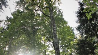 Preşedintele Klaus Iohannis participă la debutul campaniei &rdquo;Rom&acirc;nii plantează: O pădure c&acirc;t o ţară&rdquo;