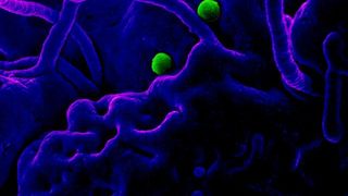 Ludovic Orban cere să se facă cursuri online