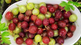 vitamina C coronavirus