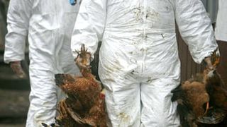 Maladiile nemiloase care au &icirc;ngrozit lumea modernă &icirc;nainte de pandemia de coronavirus! Ce ravagii au făcut Ebola, boala vacii nebune, febra Dengue și gripa aviară!