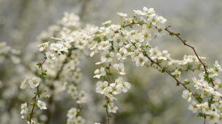 Echinocțiul de primăvară. Când se schimbă ora