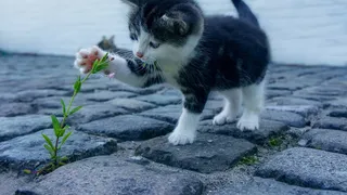 Caz rar: Pisică purtătoare de coronavirus