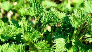 ciorba de urzici reteta beneficii sanatate 