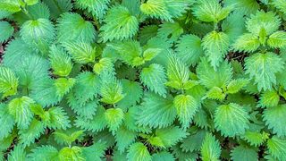 ciorba de urzici reteta beneficii sanatate 