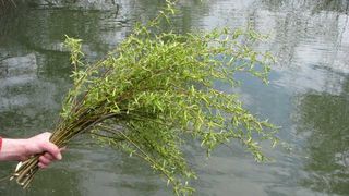 Floriile 2020 - Duminica Floriilor 2020