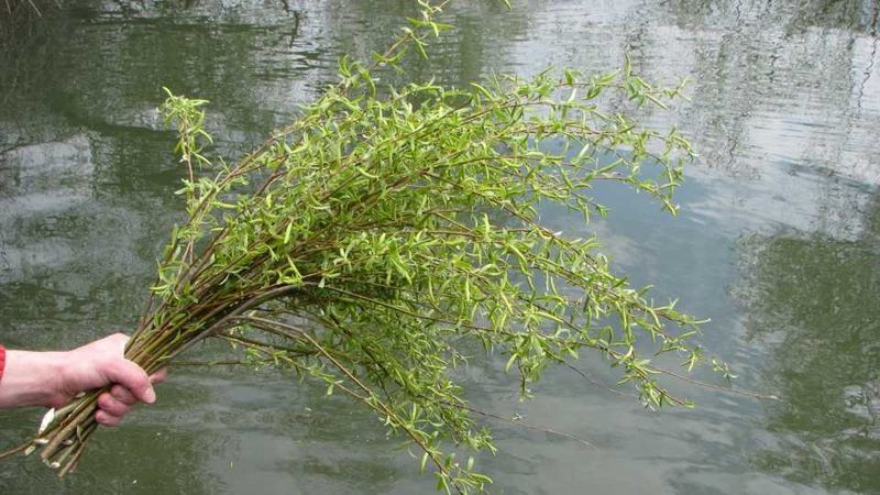 Floriile 2020 - Duminica Floriilor 2020