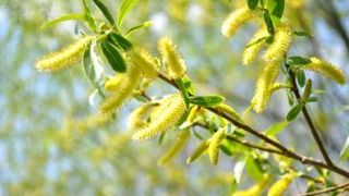 Floriile 2020 - Duminica Floriilor 2020