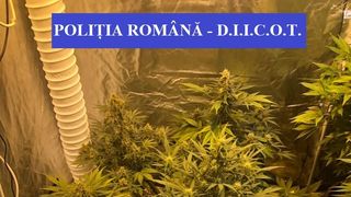Cultură de cannabis, găsită de polițiști &icirc;ntr-un apartament din Satu Mare - VIDEO