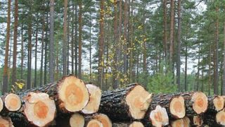 interzicerea defrisarilor  in romania - Avocatul Poporului