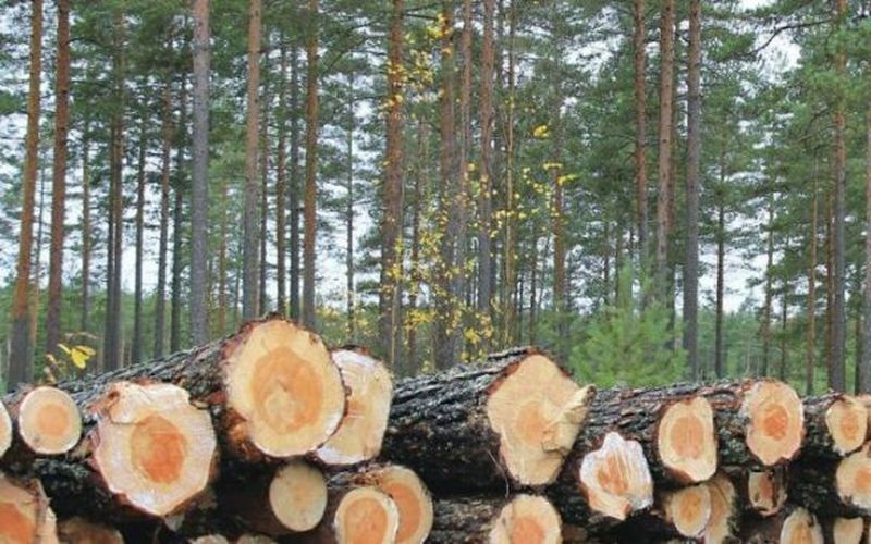 interzicerea defrisarilor  in romania - Avocatul Poporului