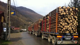 Se vor interzice sau nu defrișările în România? Solicitarea făcută de Avocatul Poporului