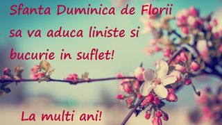 Imagini cu mesaje frumoase de Florii: La mulți ani! Mesaje, urări şi felicitări pentru sărbătoarea Floriilor. ~Să ai o zi cât mai frumoasă, înseninată de lumina blândă a primăverii și încărcată de parfumul dulce al unu nou început! La mulți ani!~