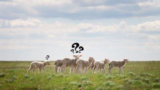 Miel de Paște, &icirc;n starea de urgență. Ce avem voie și ce nu