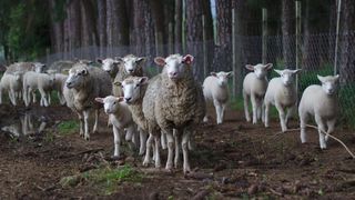 Ministrul Agriculturii spune că românii vor putea cumpăra miel de Paşte nu doar din magazine, ci şi de la ferme