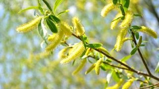 Floriile - salcie sfintita