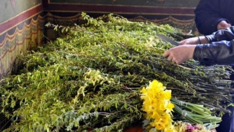 Floriile - salcie sfintita