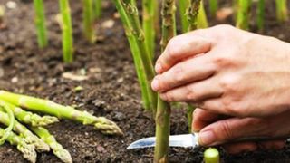 VIDEO| Mii de rom&acirc;ni pleacă &icirc;n continuare la muncă, &icirc;n Germania