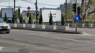 Grija primarilor din București în pandemie: să pună plante în intersecții! Pe Podul Cotroceni au apărut coniferele