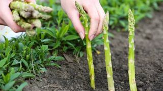 Românul mort la cules de sparanghel în Germania avea coronavirus