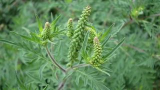 Ambrozia alergie. Pericolul care pândește în plină pandemie de coronavirus. Primele simptome