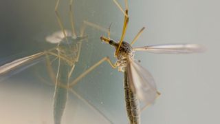 Primăria Capitalei anunţă că tratamentele pentru combaterea ţ&acirc;nţarilor vor &icirc;ncepe &icirc;n 5 mai