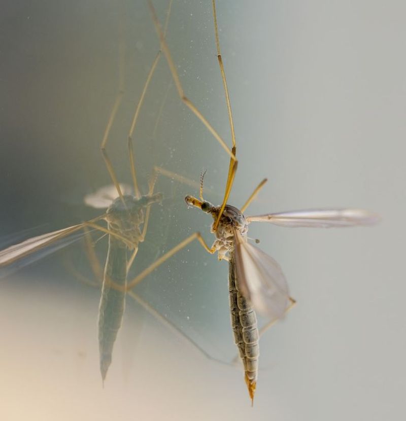 Primăria Capitalei anunţă că tratamentele pentru combaterea ţânţarilor vor începe în 5 mai