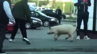 &Icirc;nt&acirc;mplarea neașteptată a unei femei din Satu-Mare. A ieșit fără declarație ca să prindă un porc și a primit amendă