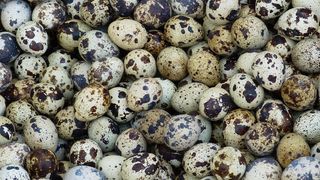 Ouă de prepeliță. Ce trebuie să știi despre ele înainte de a le cumpăra. Ce produc în organismul tău