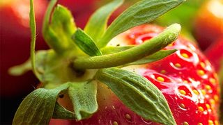 codite de capsuni beneficii sanatate