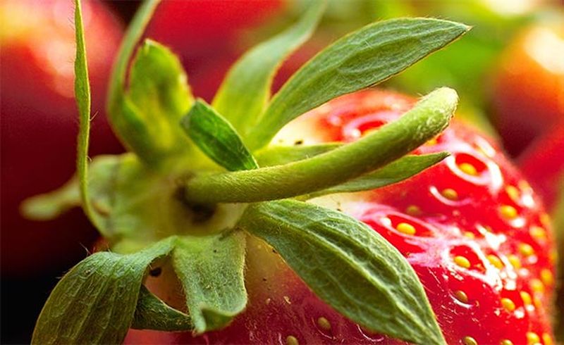 codite de capsuni beneficii sanatate