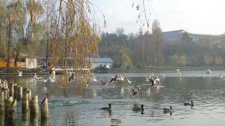 Un bărbat s-a aruncat în lacul din Parcul Tineretului 